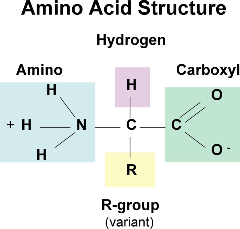 aminozuren eiwit