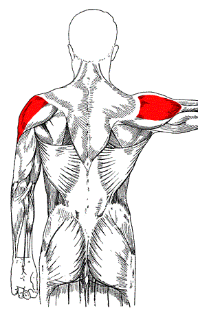 schouderspieren