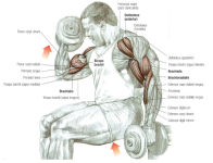 dumbbell curl biceps oefening