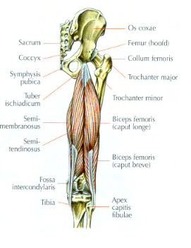 anatomie hamstrings