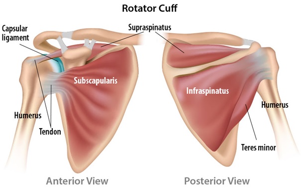 rotator cuff spieren