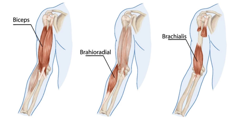 brachioradialis oefeningen